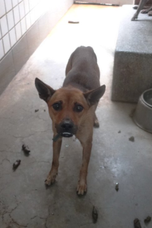 混種犬