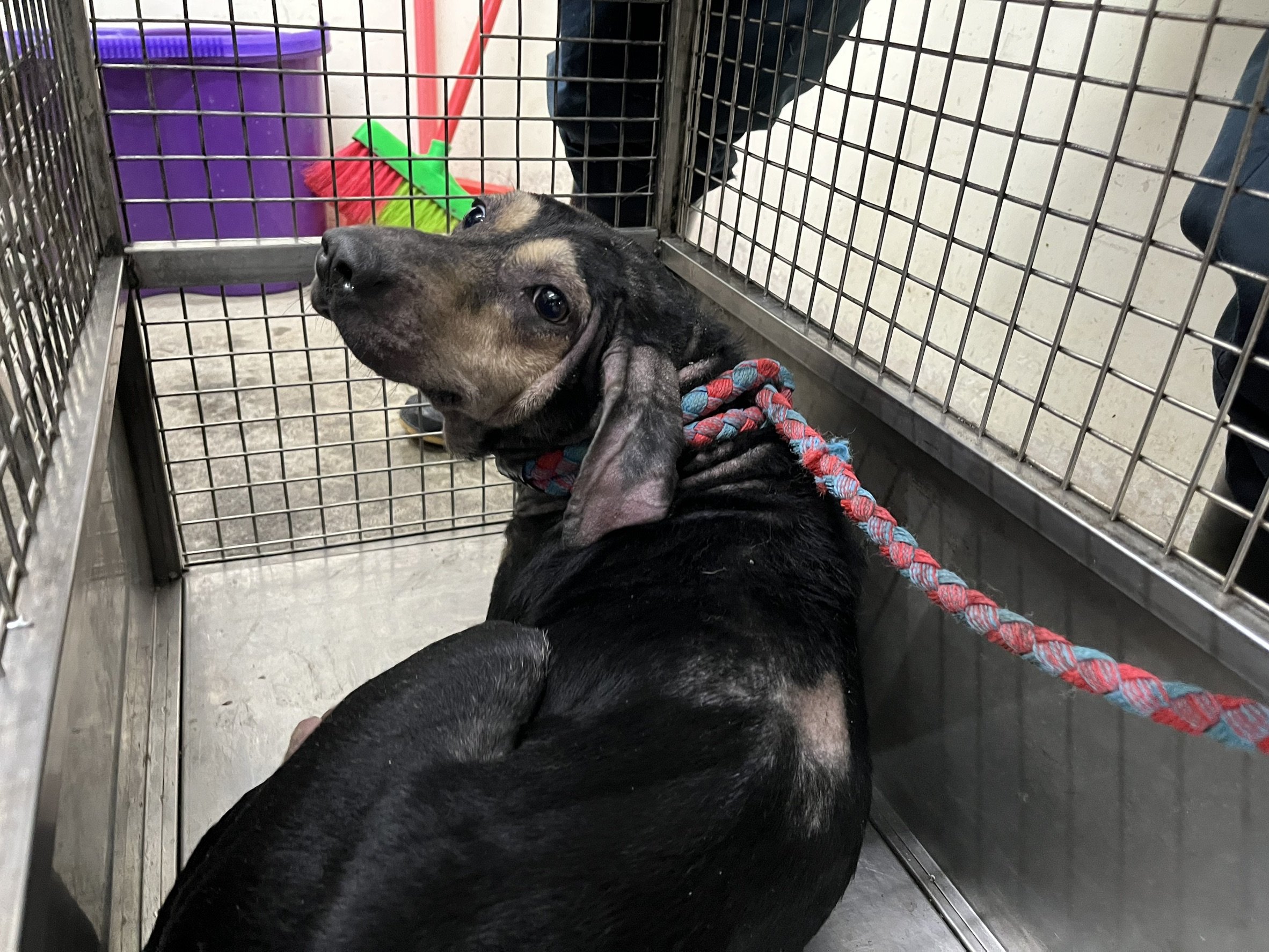 混種犬