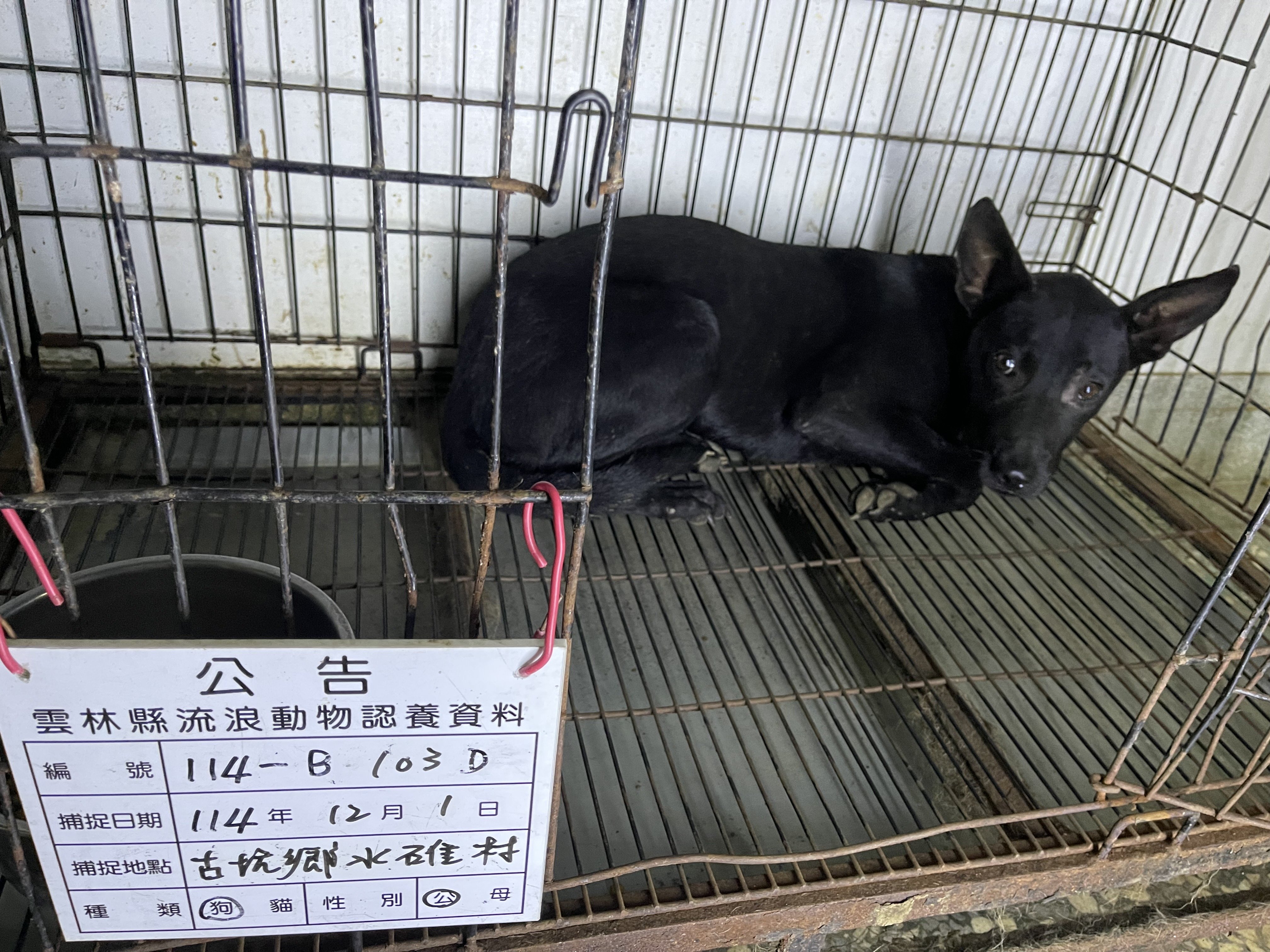 混種犬