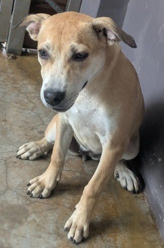 混種犬