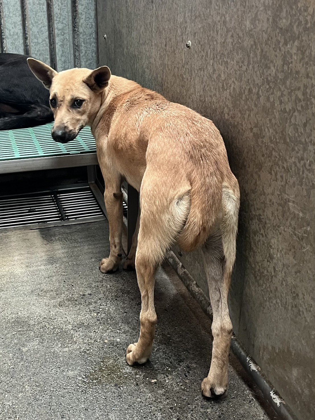 混種犬