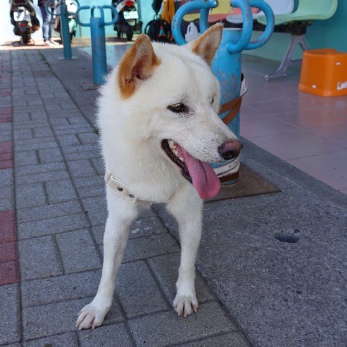 柴犬