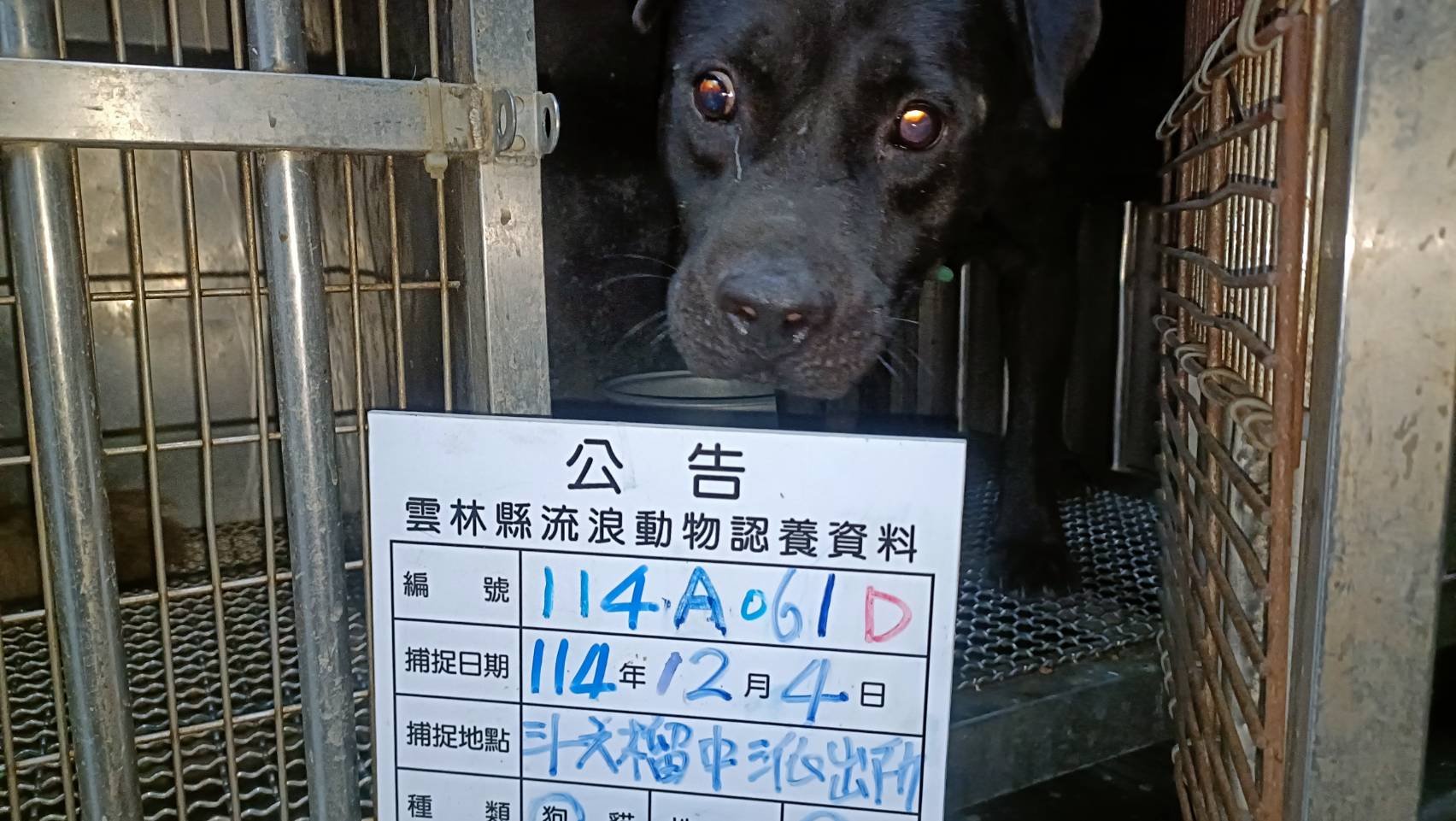 比特犬
