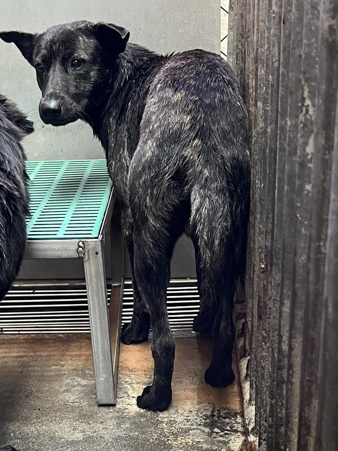 混種犬
