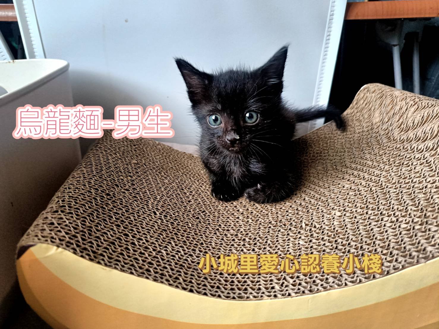 混種貓