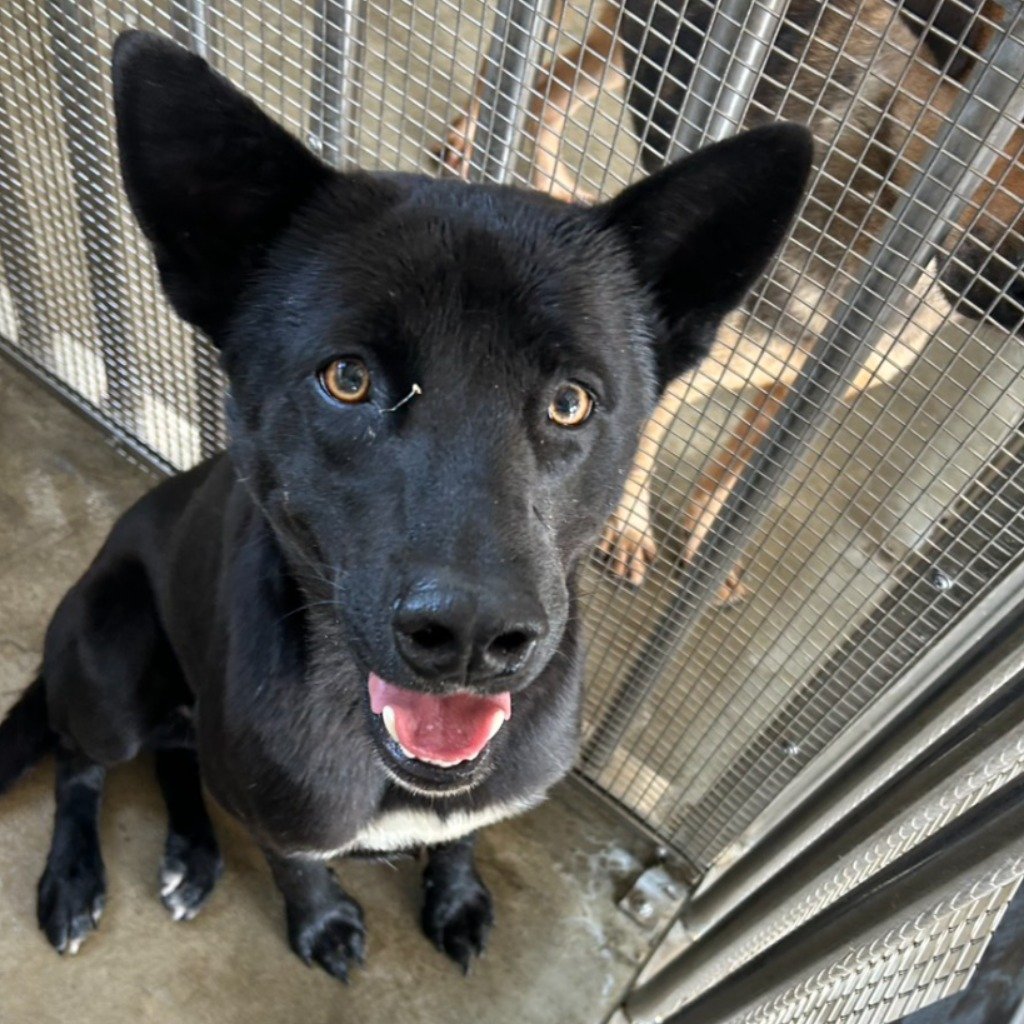 混種犬