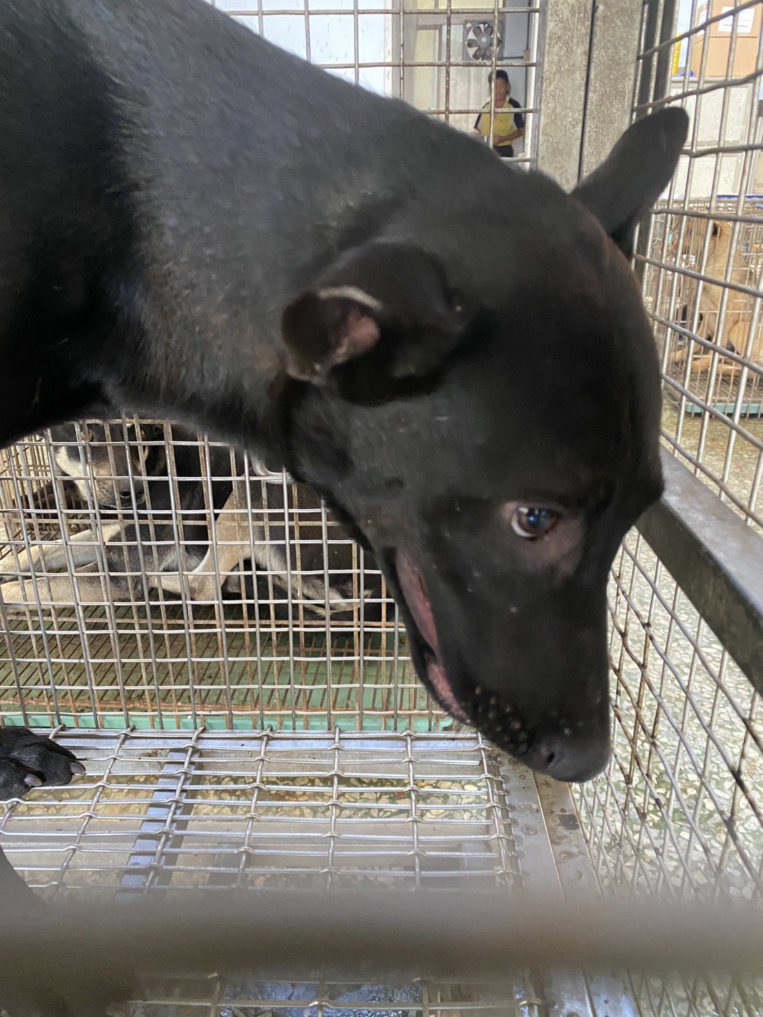 混種犬