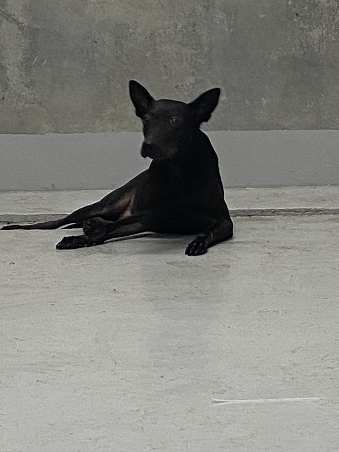 混種犬