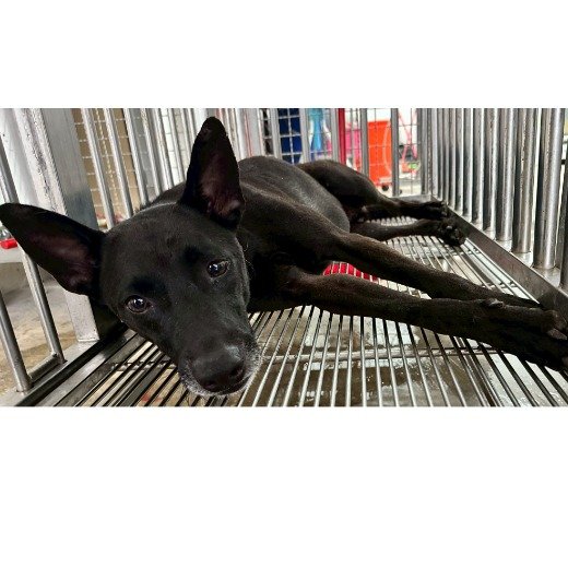 混種犬