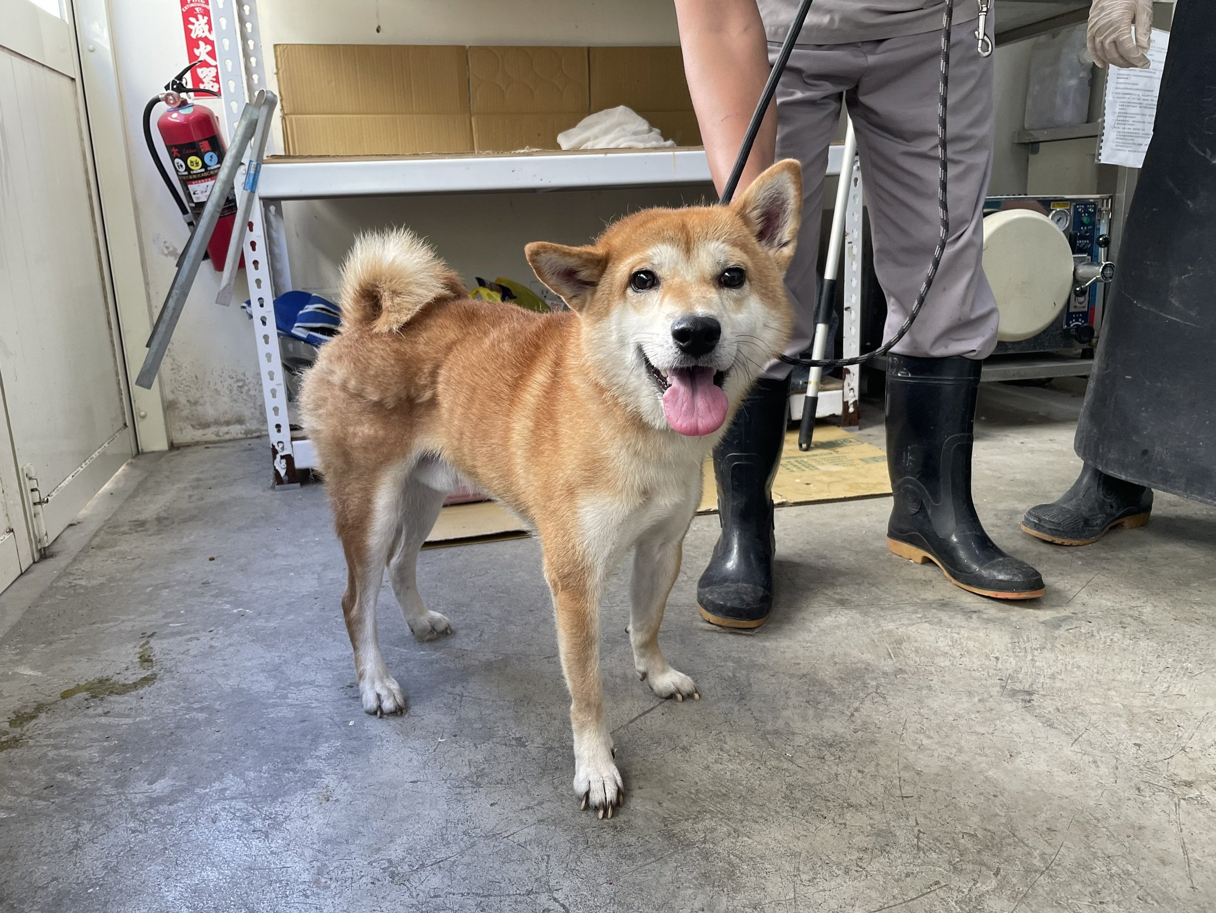 柴犬