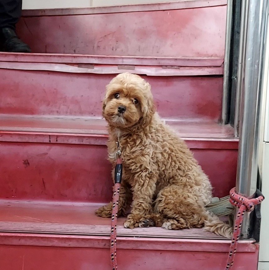 貴賓犬