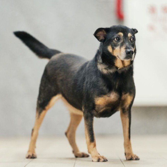 混種犬