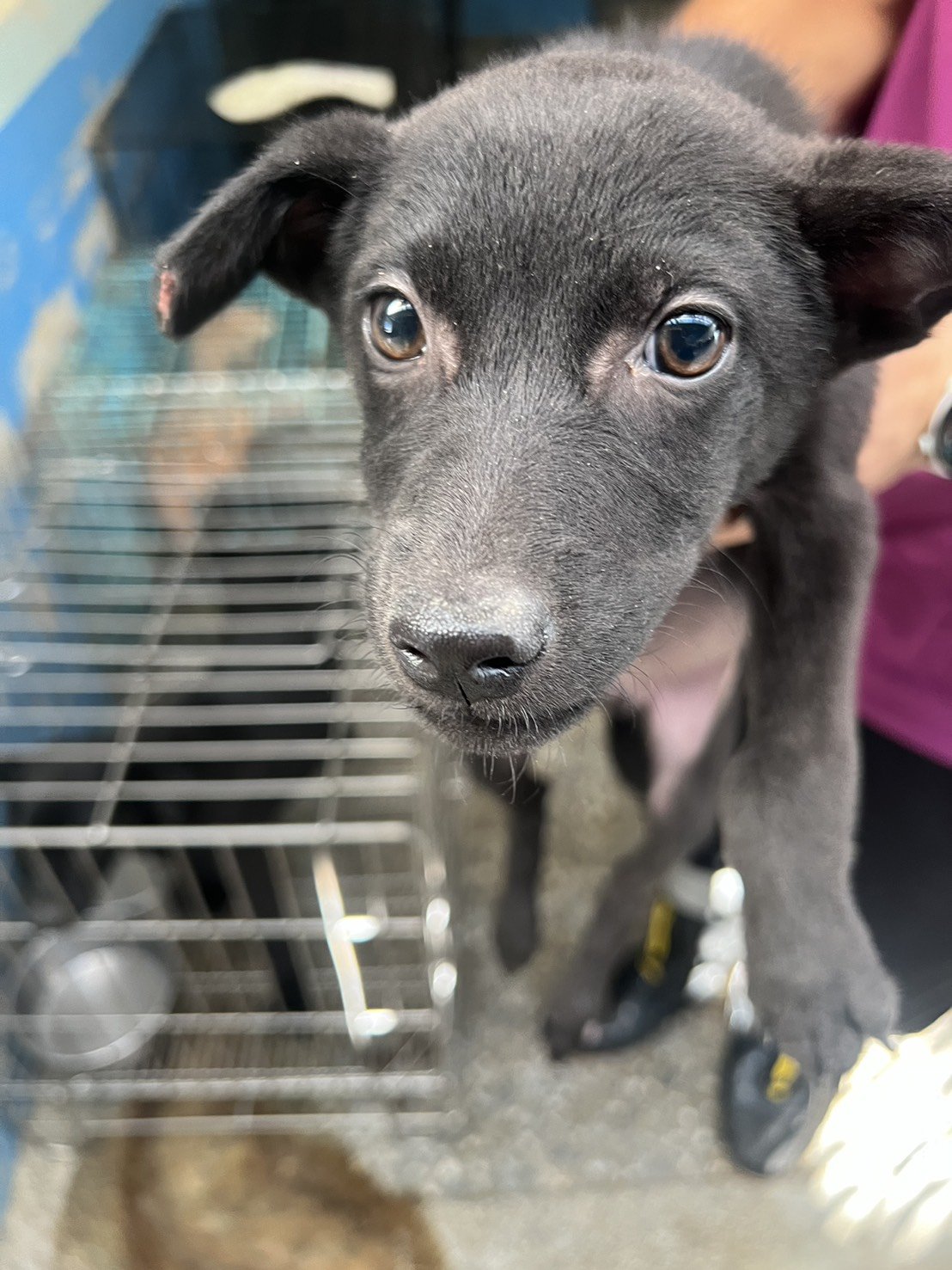 混種犬
