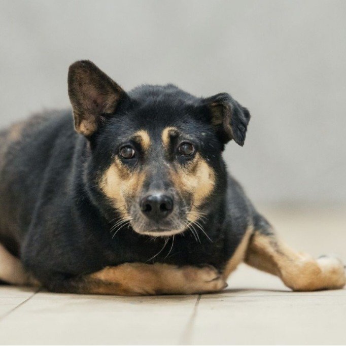 混種犬