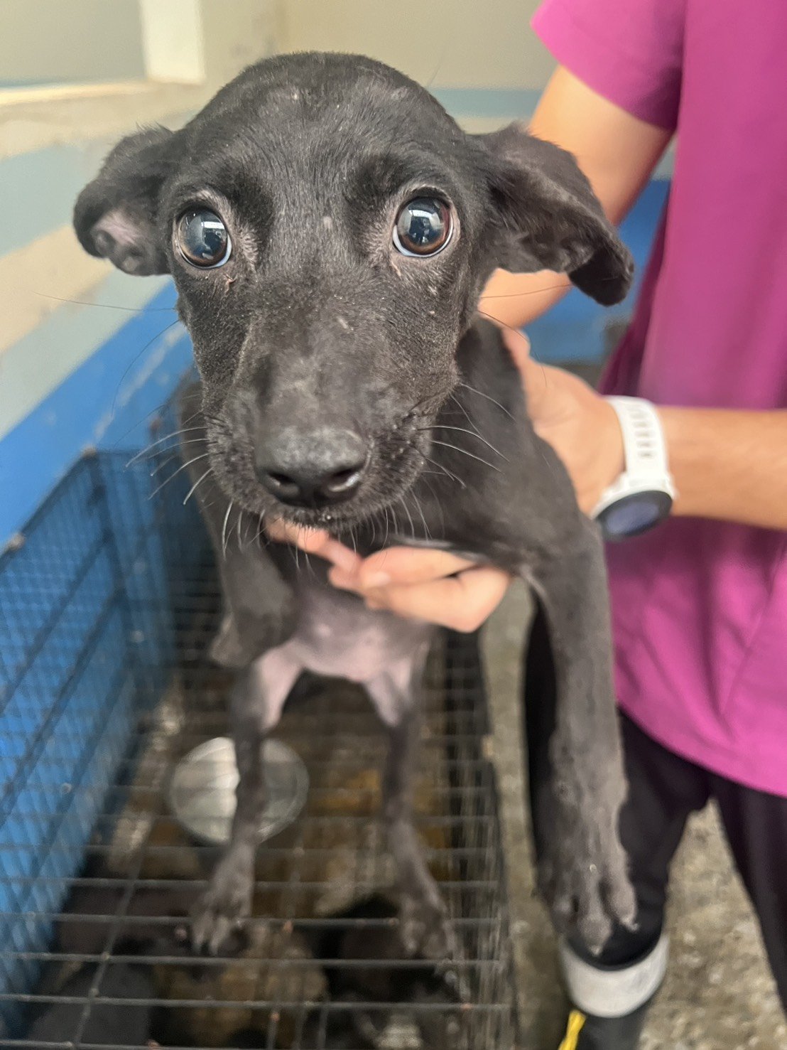混種犬