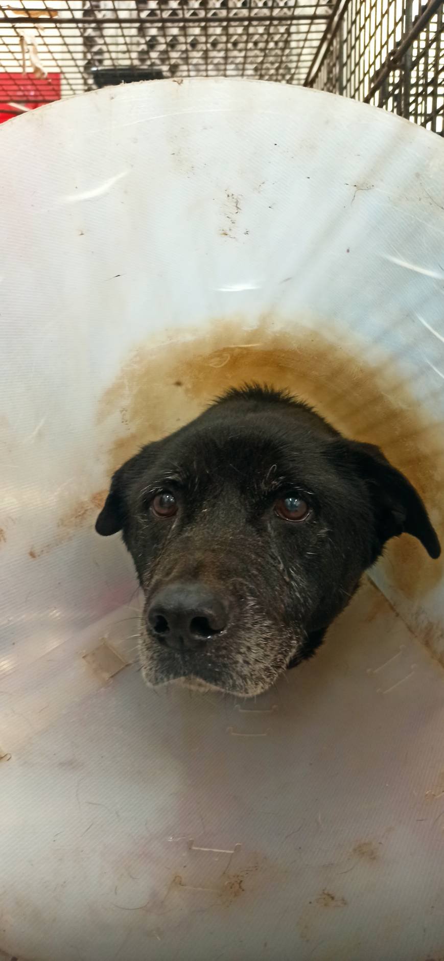 混種犬
