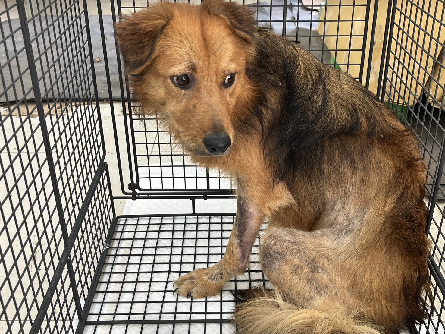 混種犬