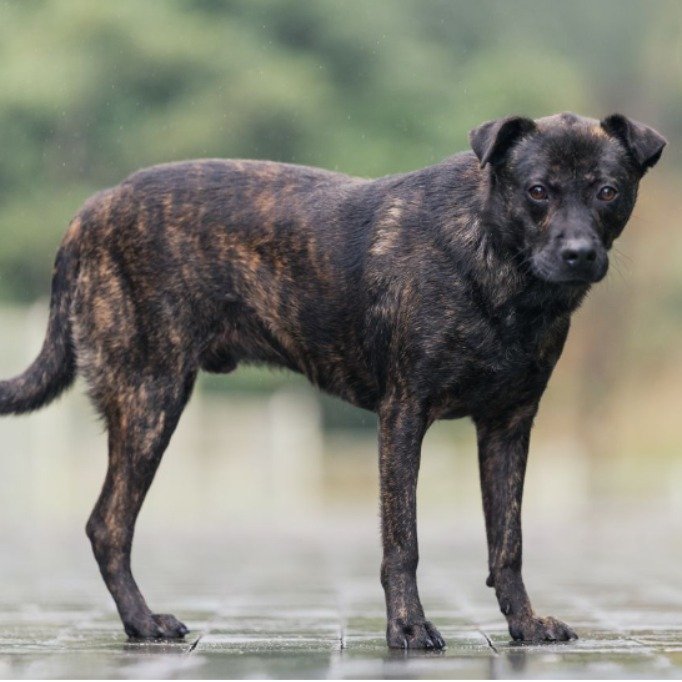 混種犬