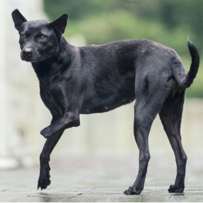 混種犬