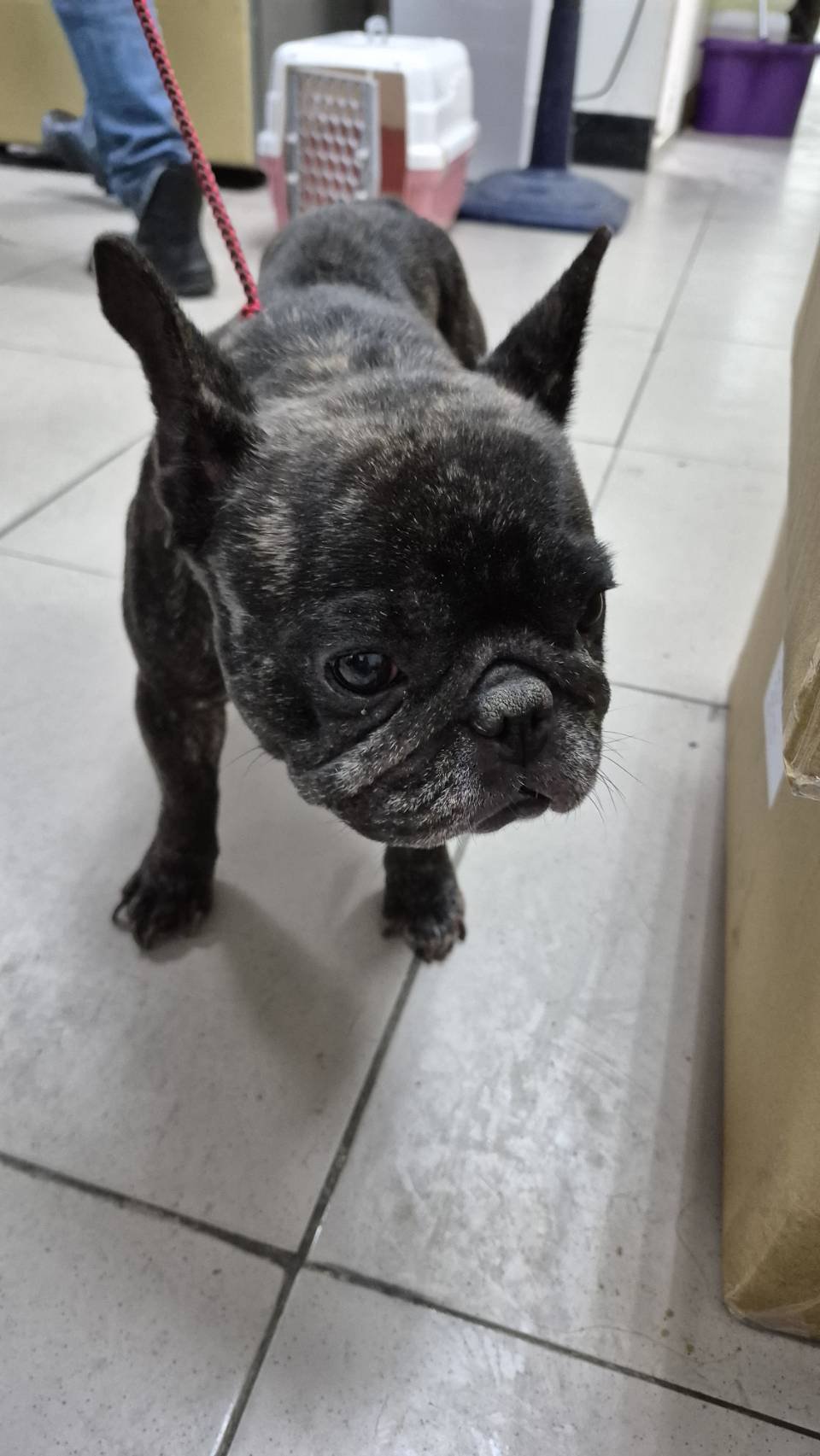 鬥牛犬(英國)