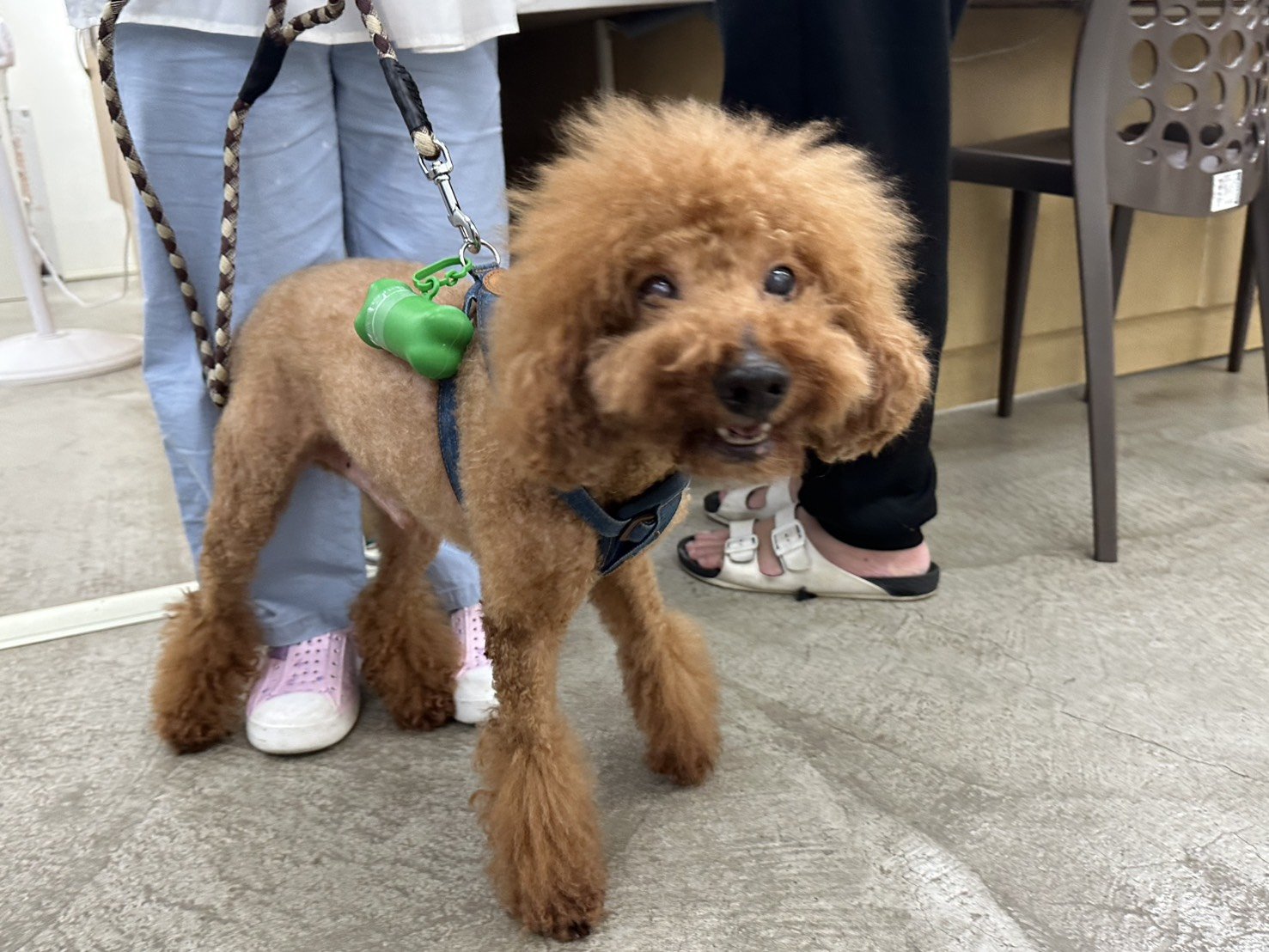 貴賓犬