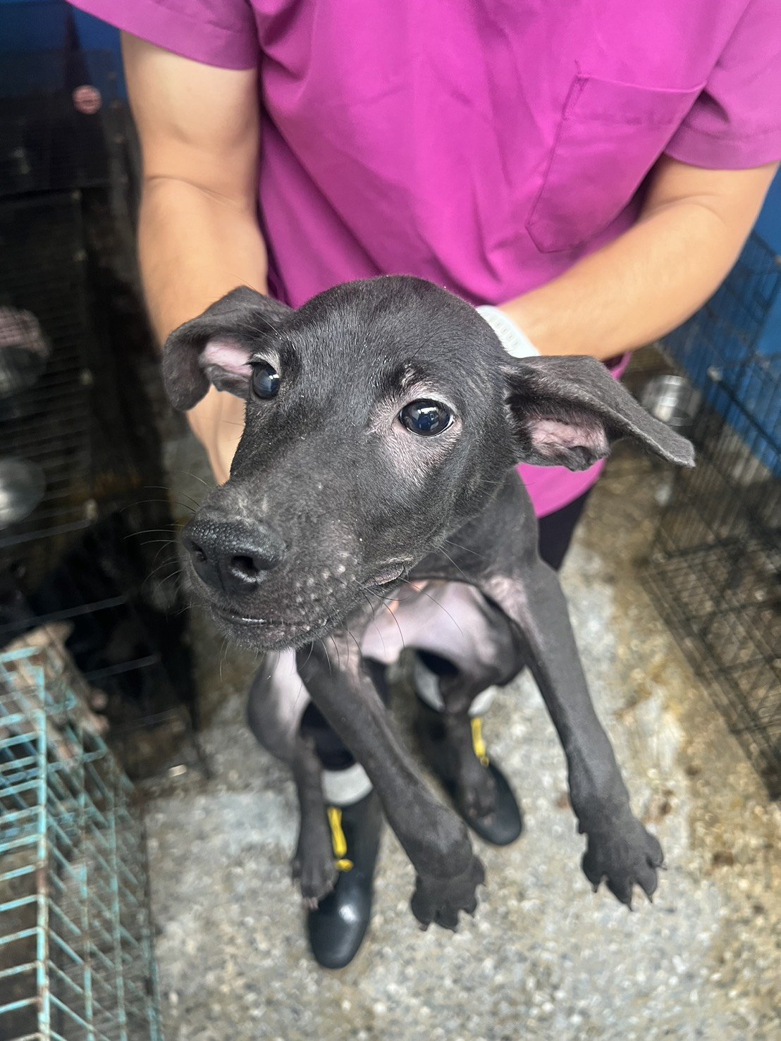 混種犬