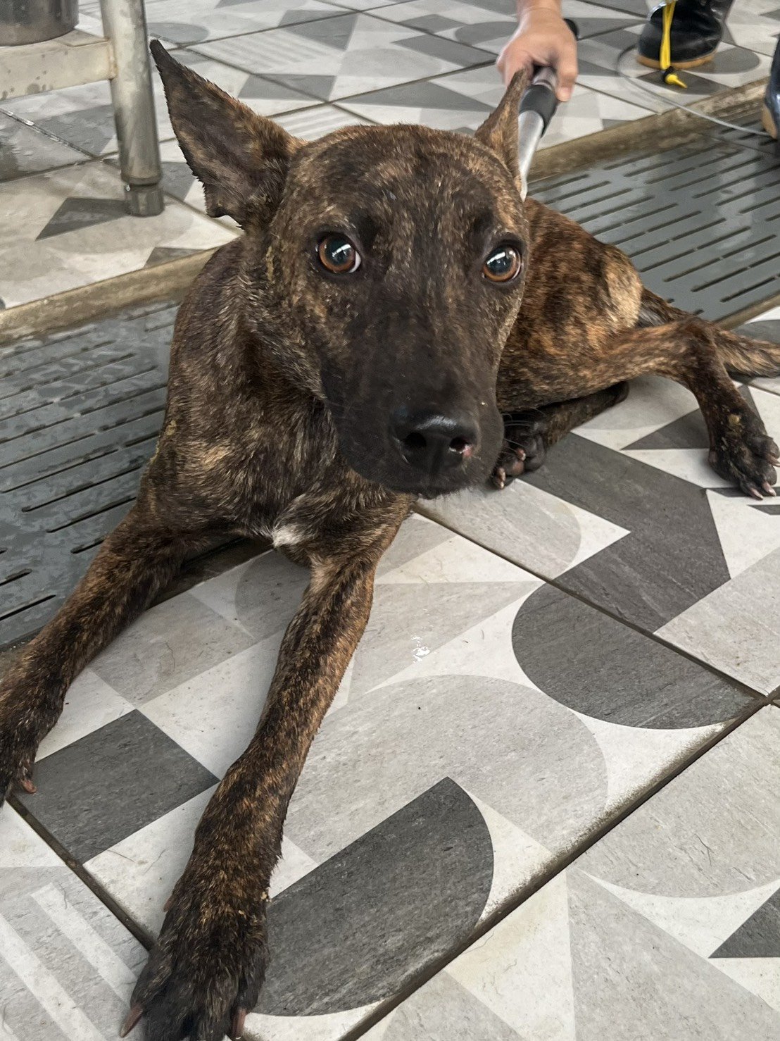 混種犬