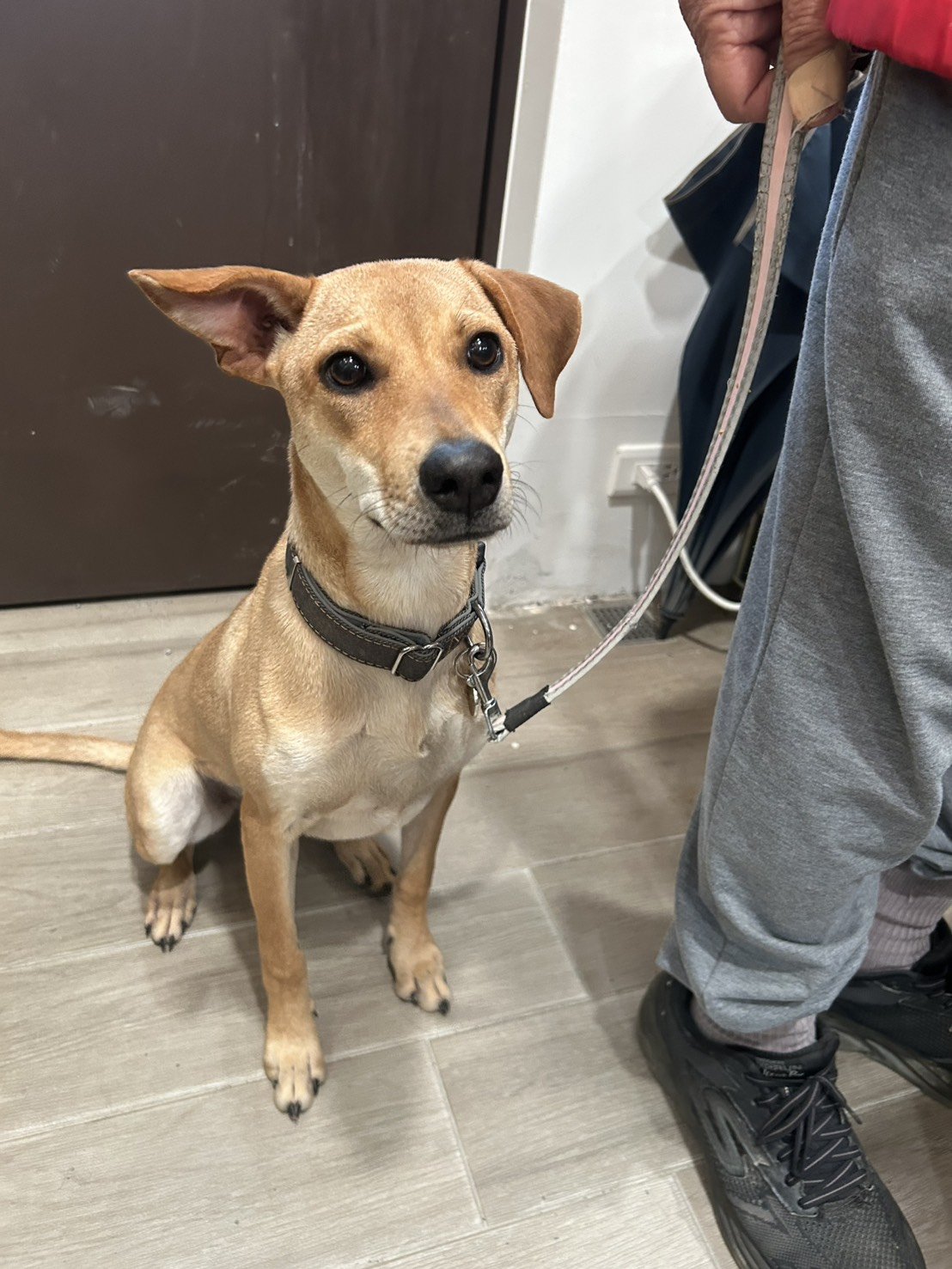 混種犬