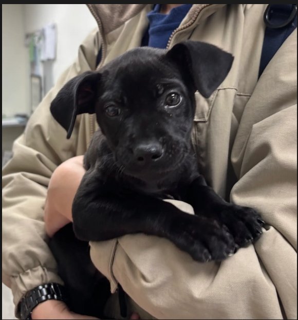 混種犬