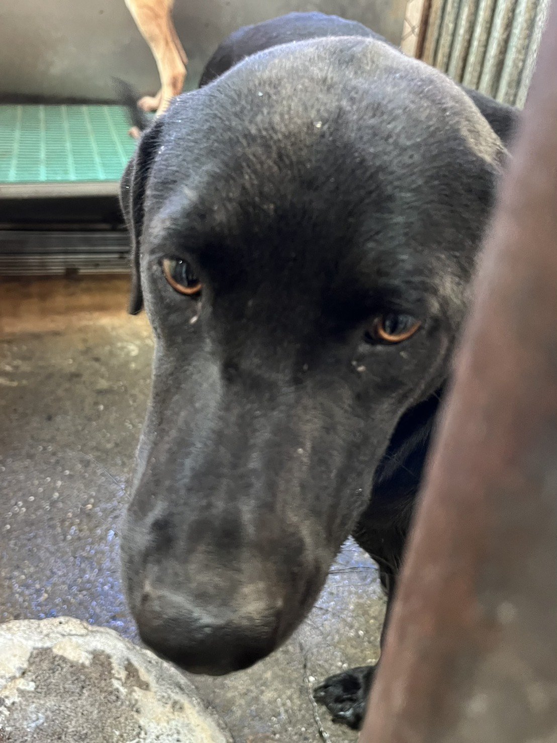 混種犬