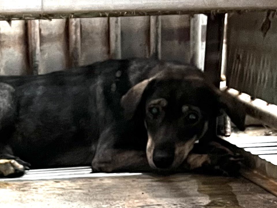 混種犬
