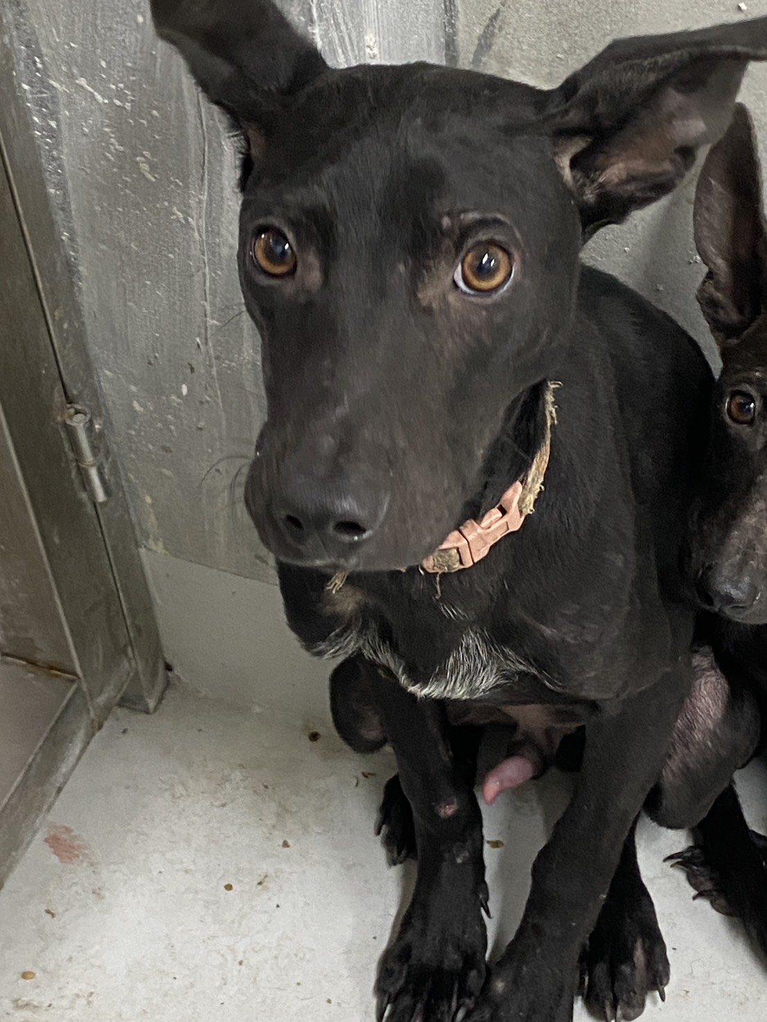 混種犬
