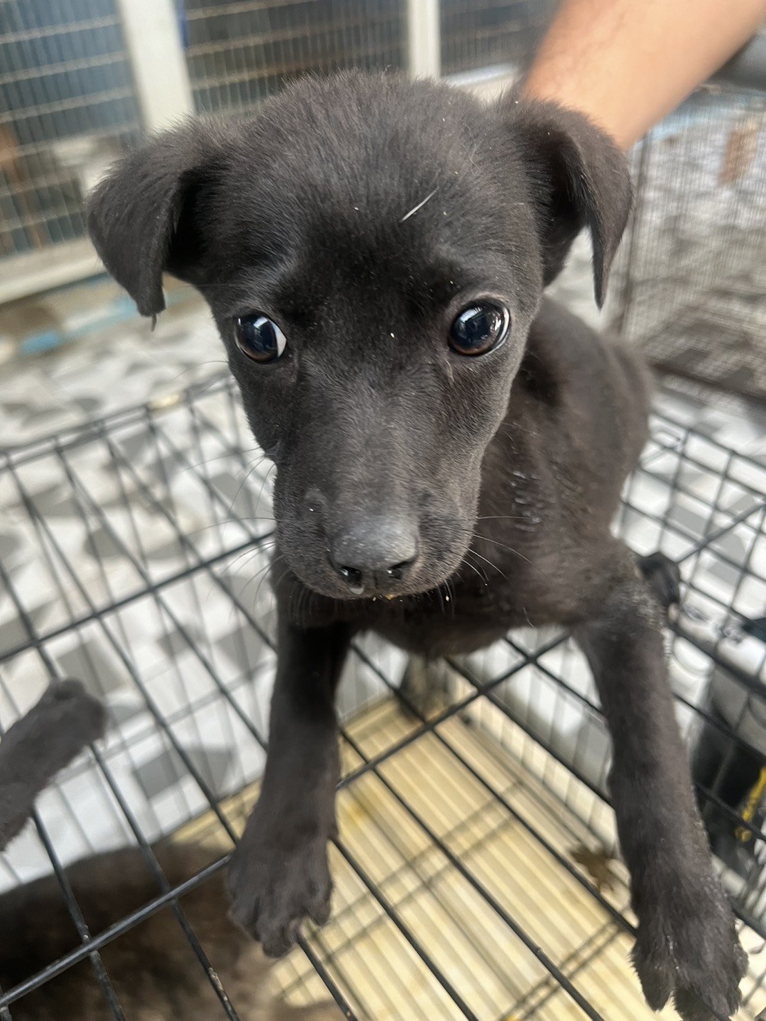 混種犬