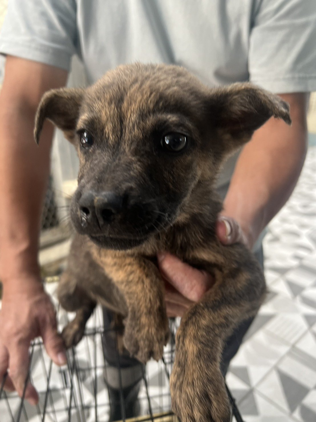 混種犬