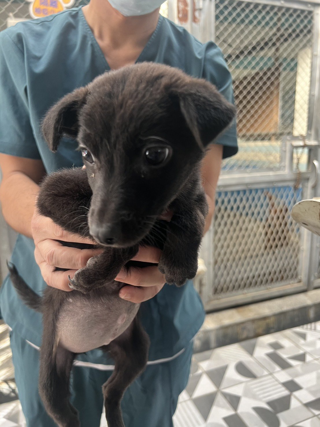 混種犬