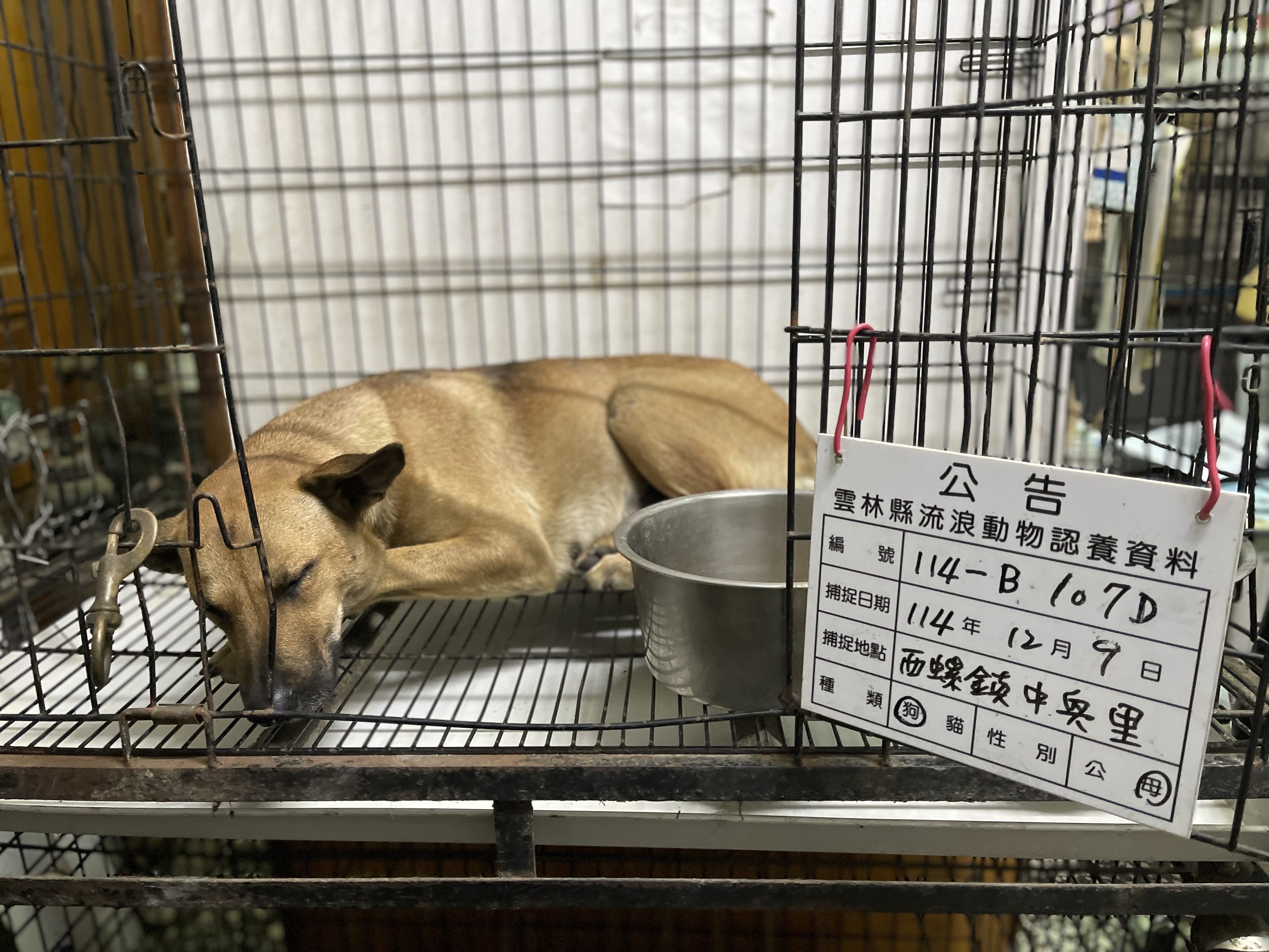 混種犬