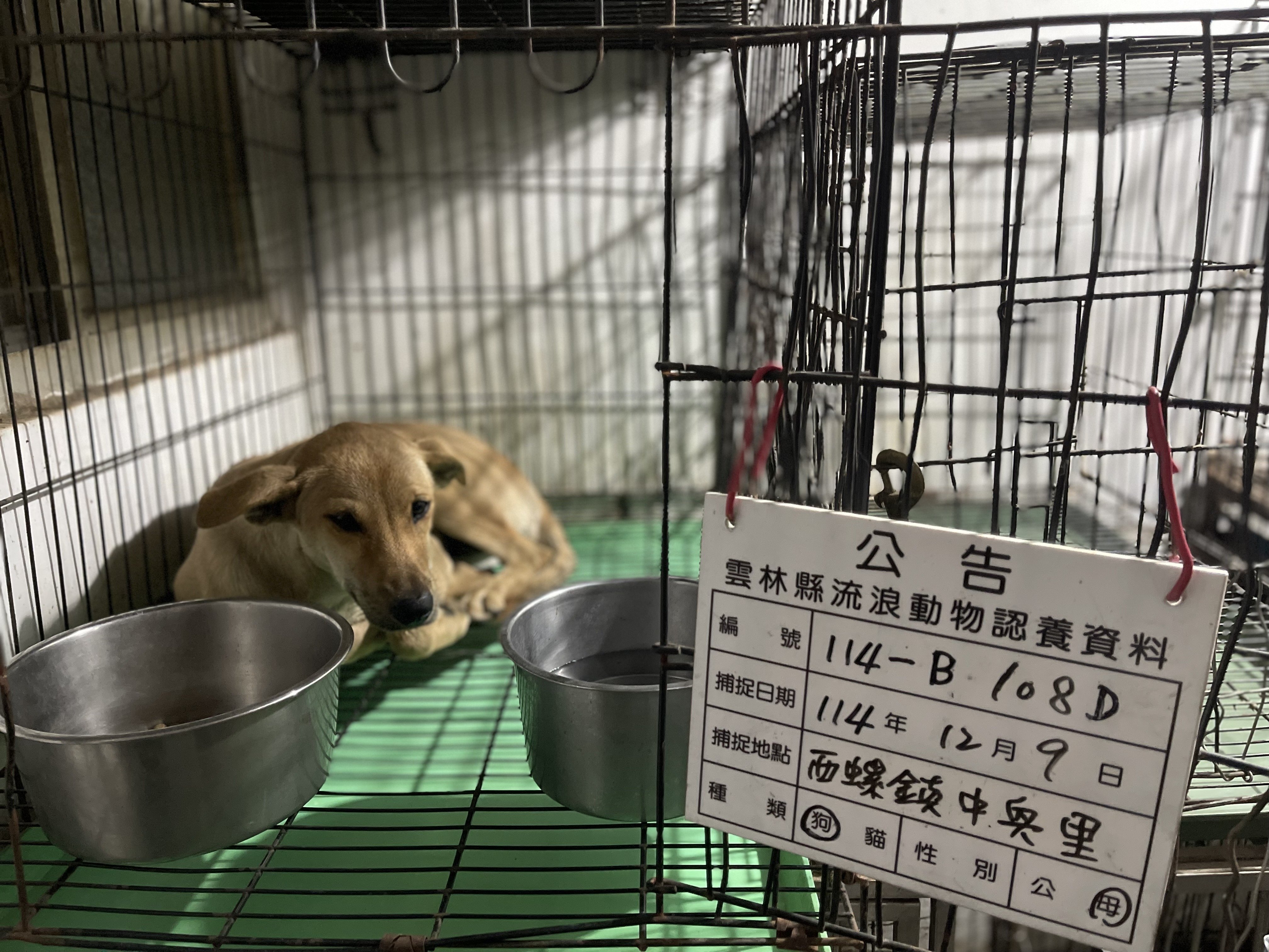 混種犬