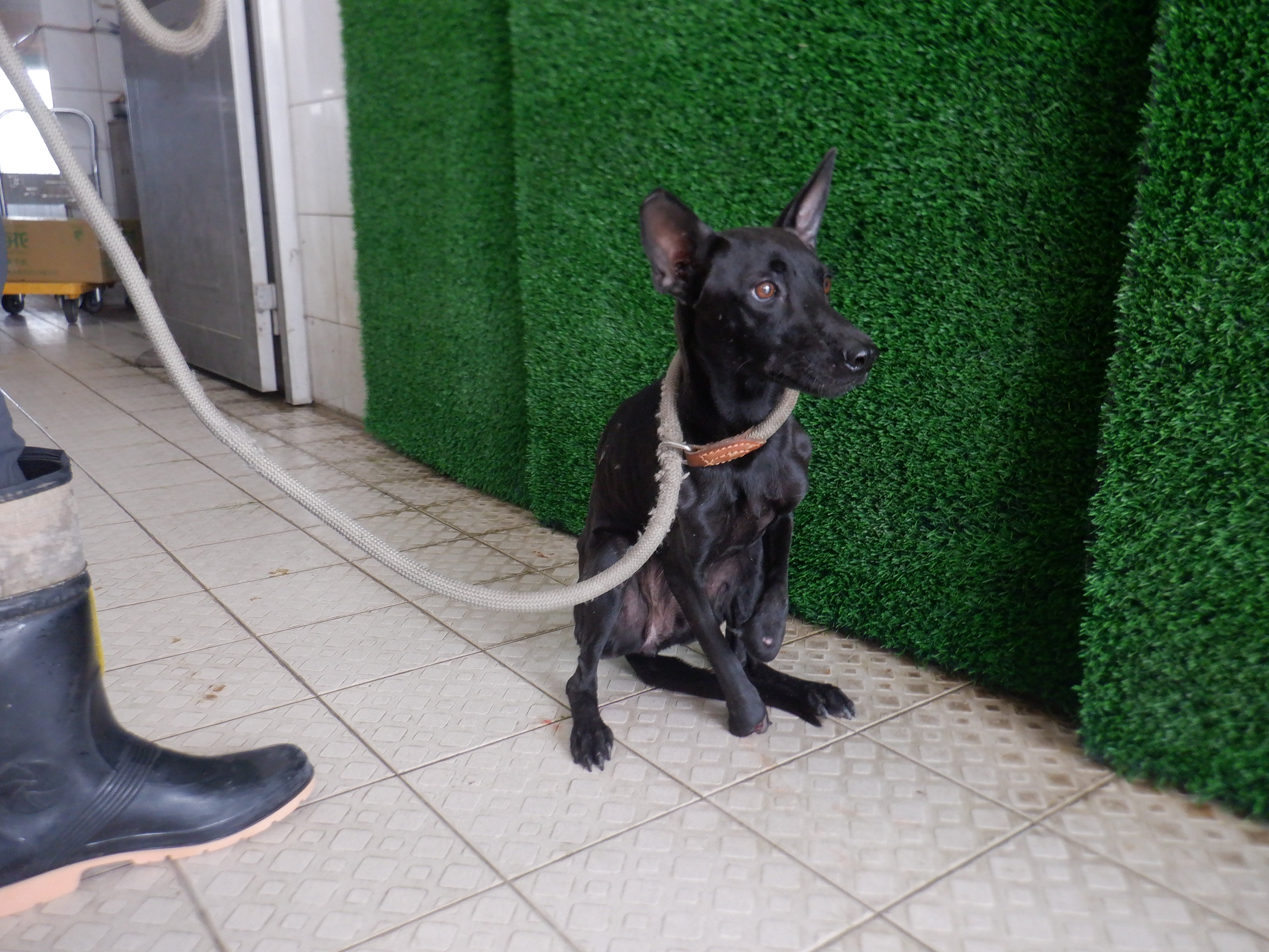 混種犬