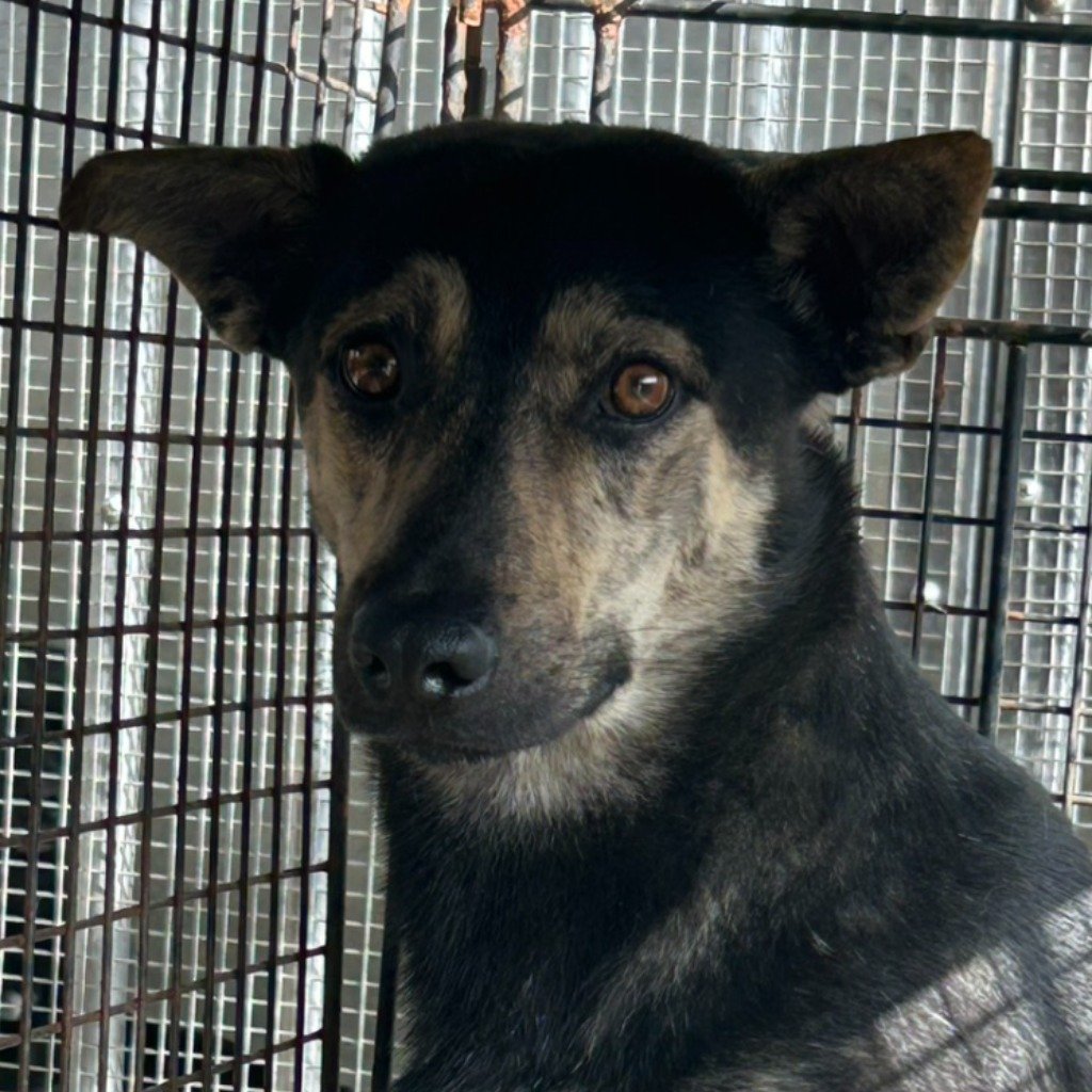 混種犬