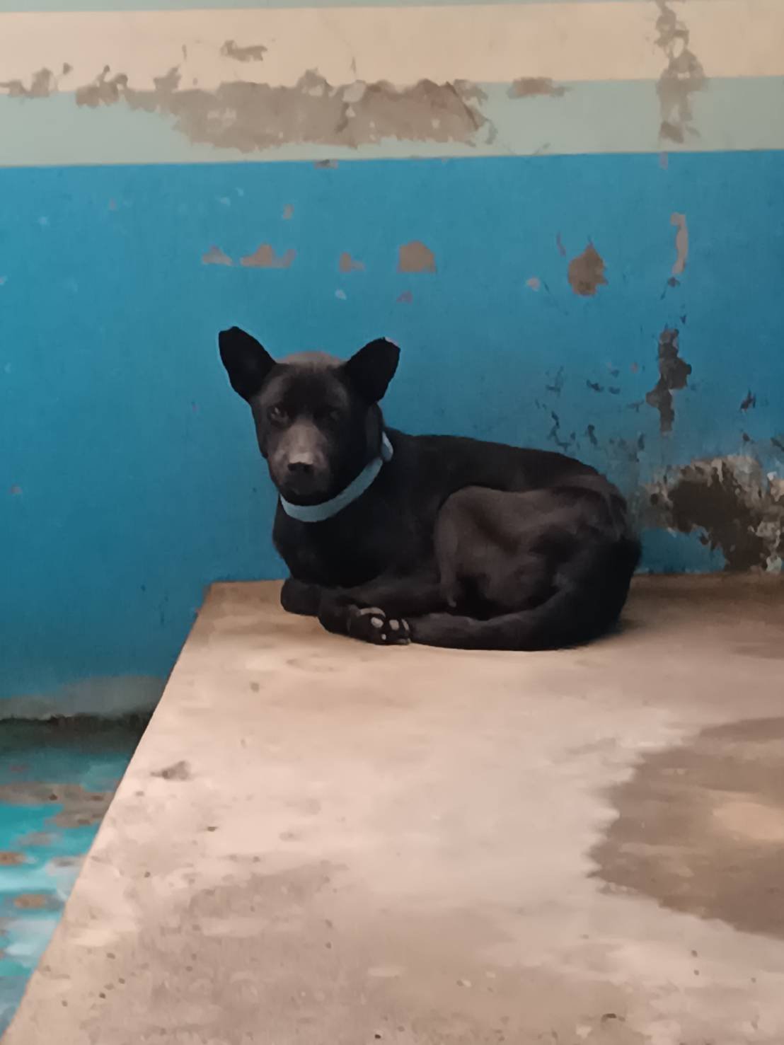 混種犬