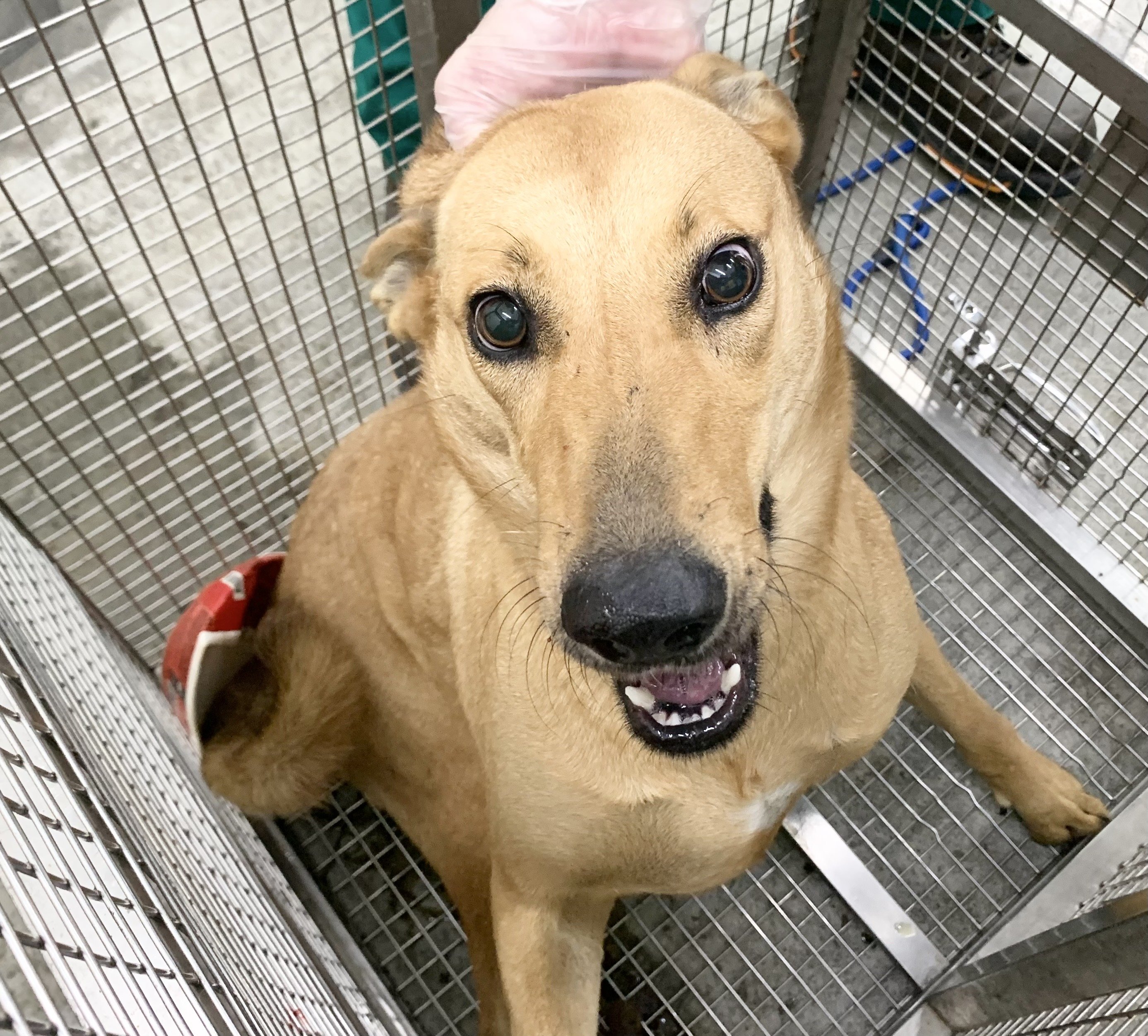 混種犬