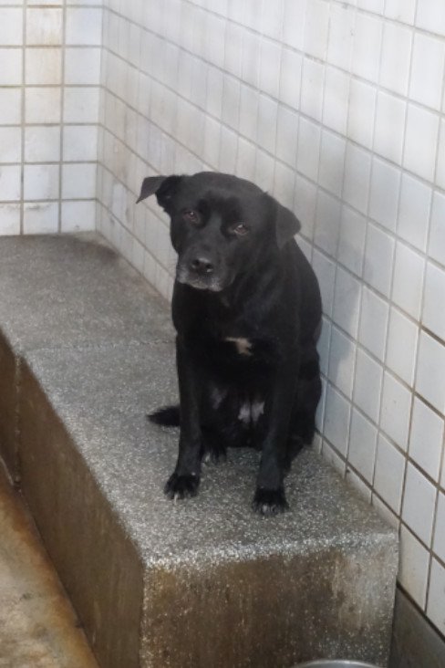 混種犬