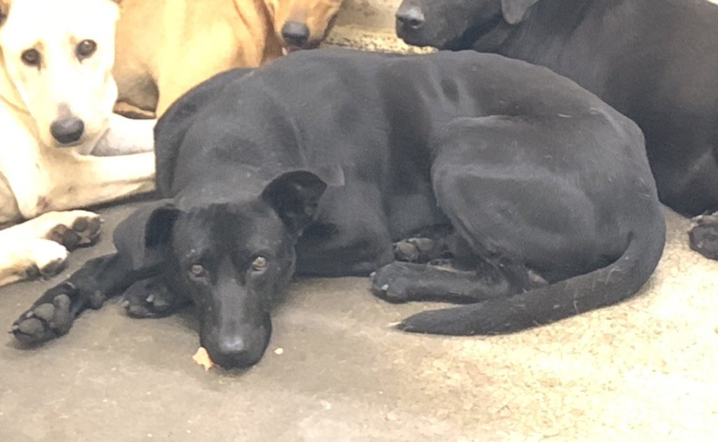 混種犬