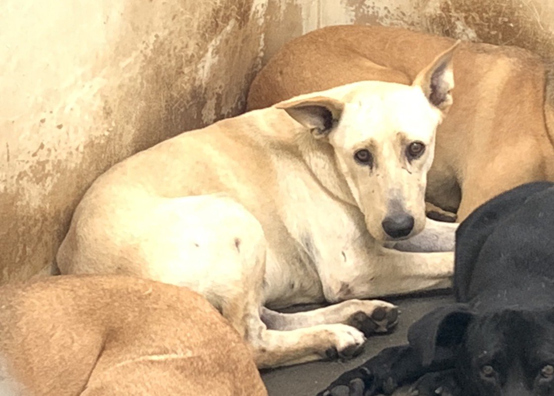 混種犬