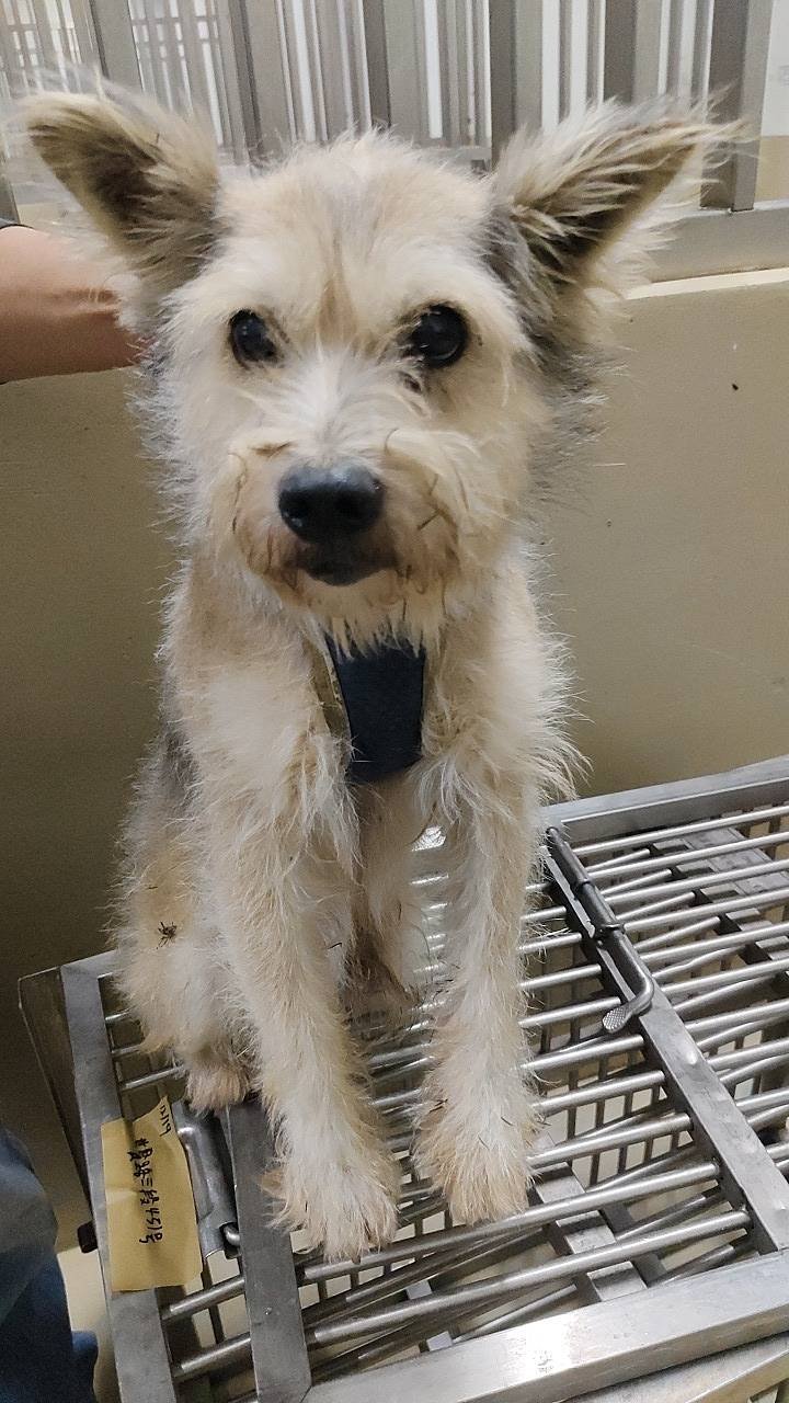 混種犬