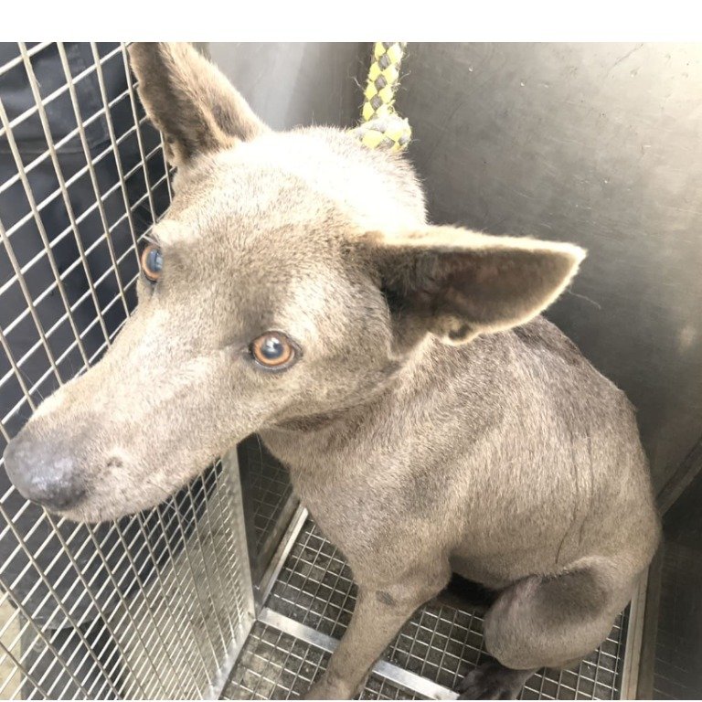 混種犬