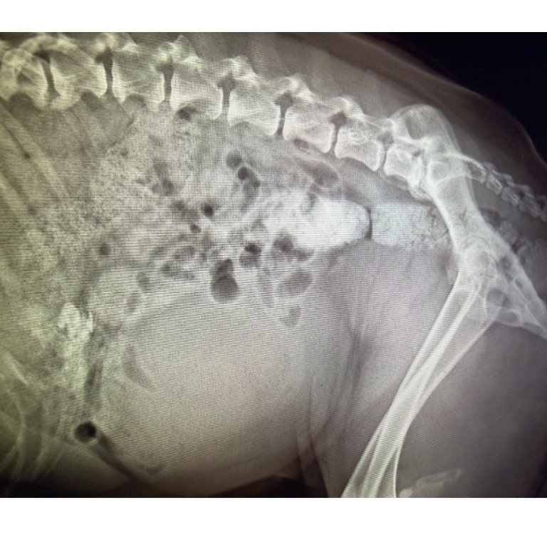 混種犬