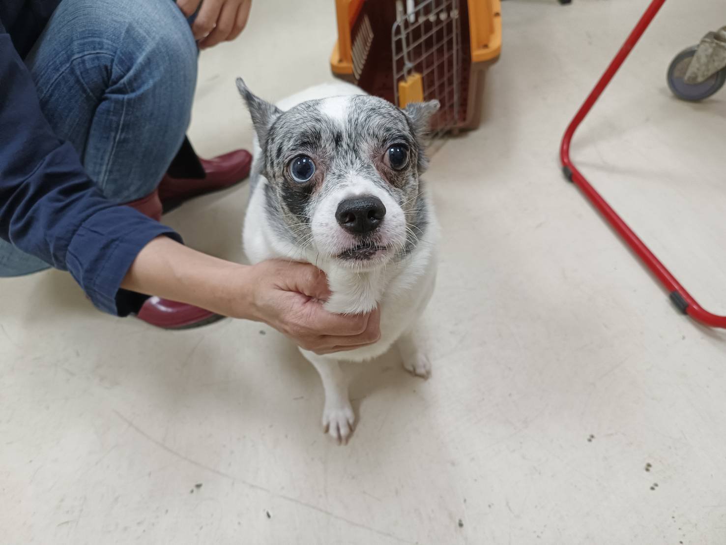 混種犬