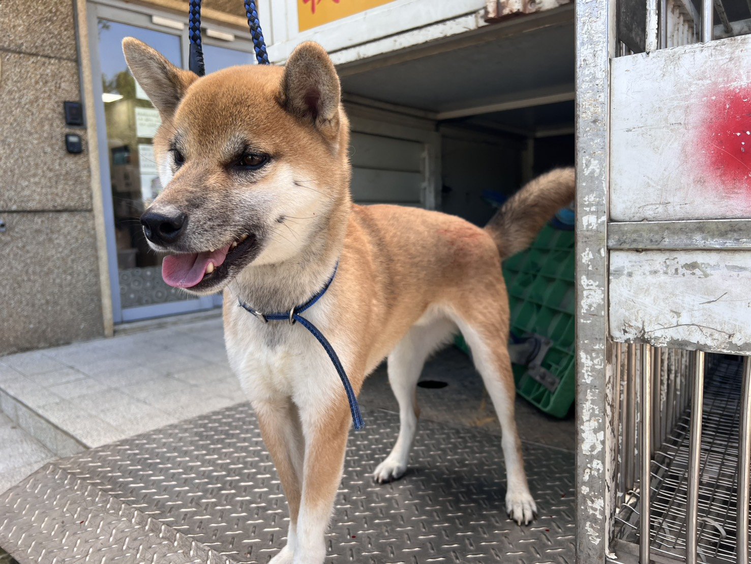 柴犬