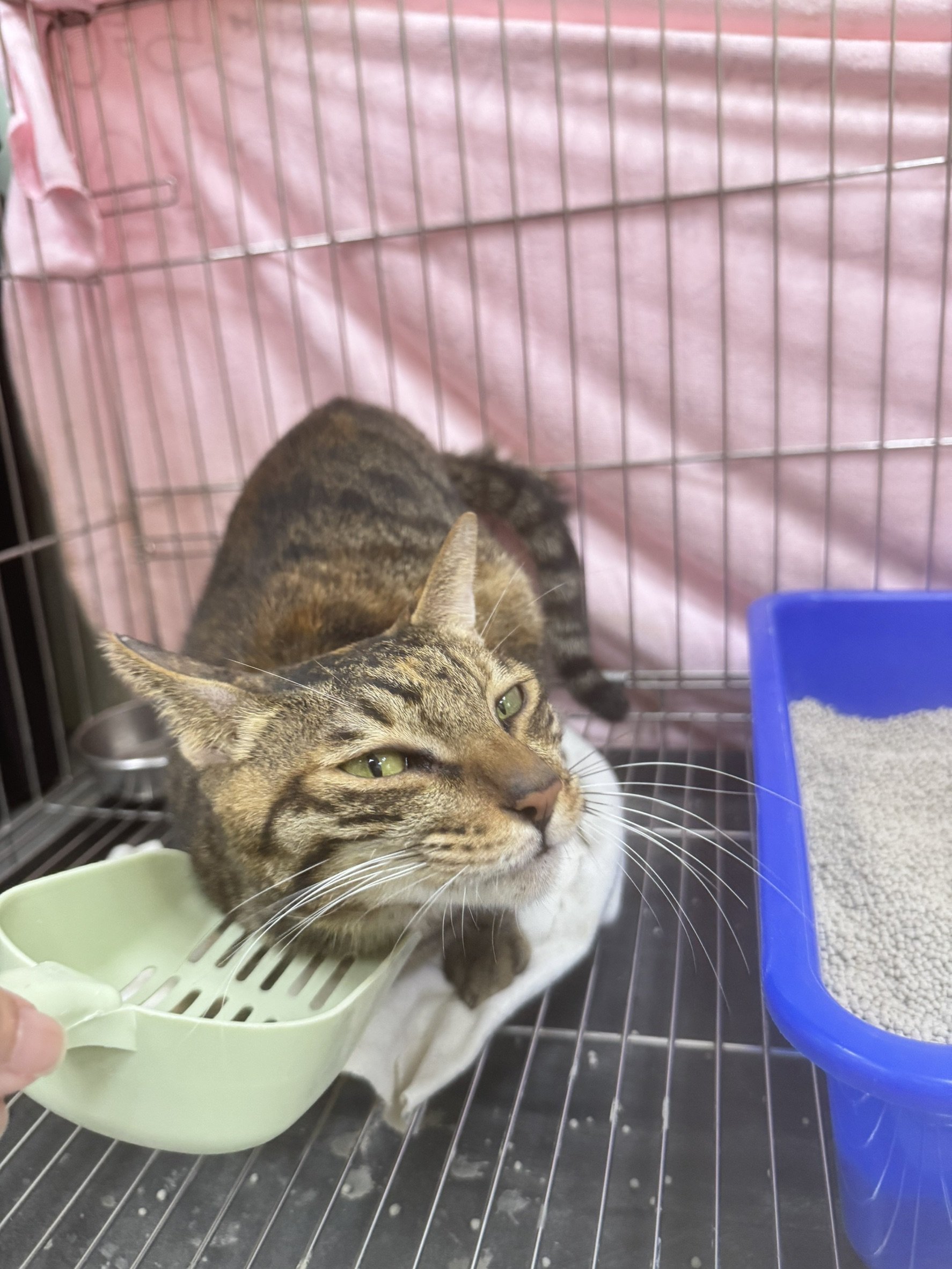 混種貓